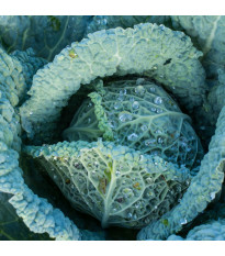 Kapusta hlávková Langedijské - Brassica oleracea L. - semena kapusty - 160 ks